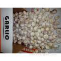 New Crop Garlic Fresh 2019